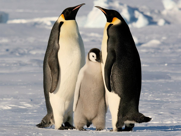 Pingüinos Emperador. 10 animales que no verán tus hijos.