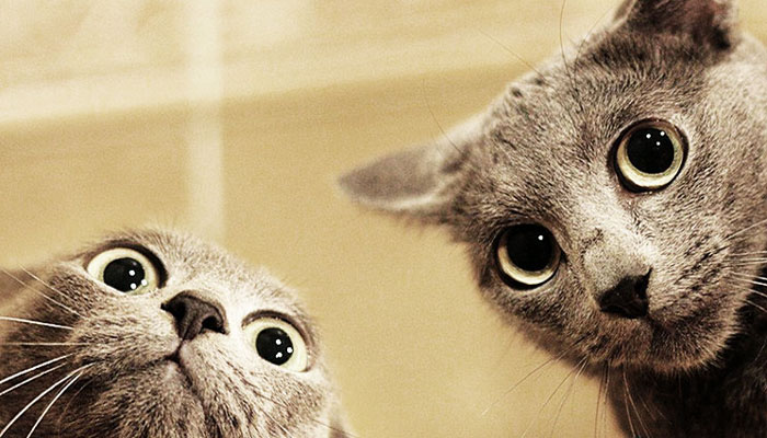 ¿Sabías que hay Gatos que se sacan Selfies?