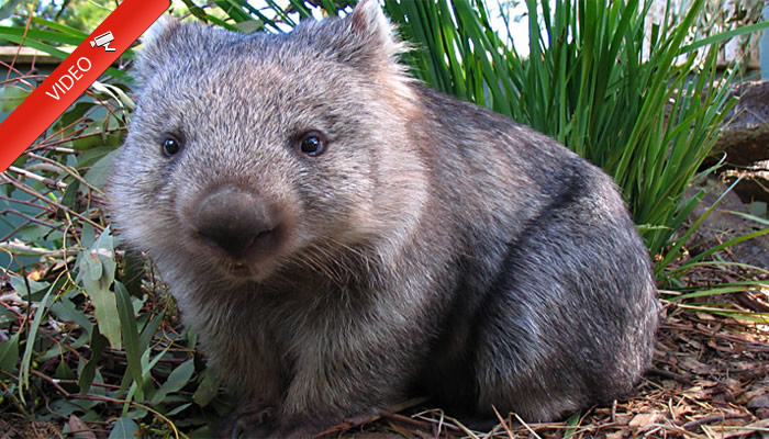 ¿Conoces los Wombats?