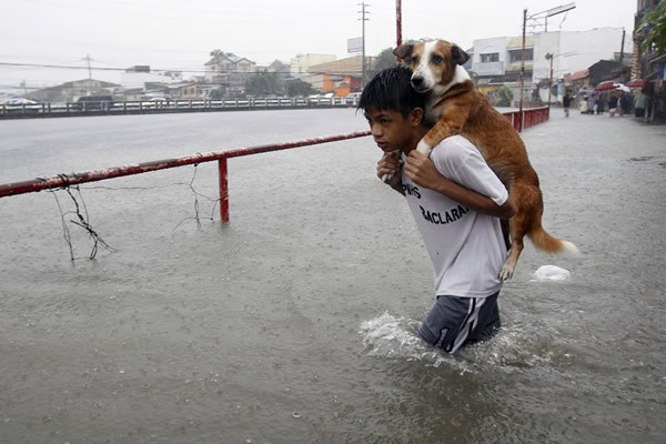 Las Imágenes más Sobrecogedoras de 2013 - Un niño salvando a su perro en las inundaciones en Manila, Filipinas.