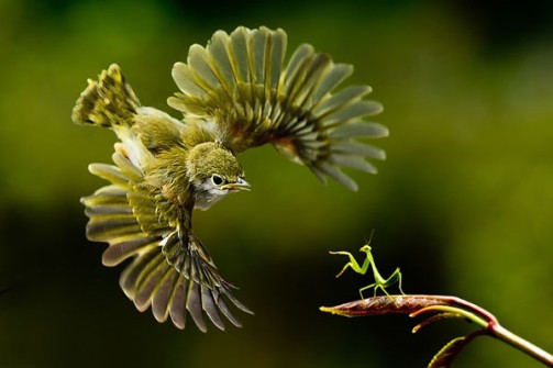 Fotos Increíbles en el Momento Justo - Pájaro a la captura de una Amantis Religiosa