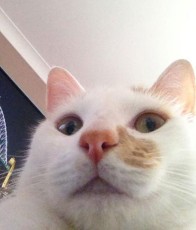 Selfies de Gatos